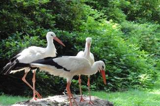 Urlaub in der Lüneburger Heide